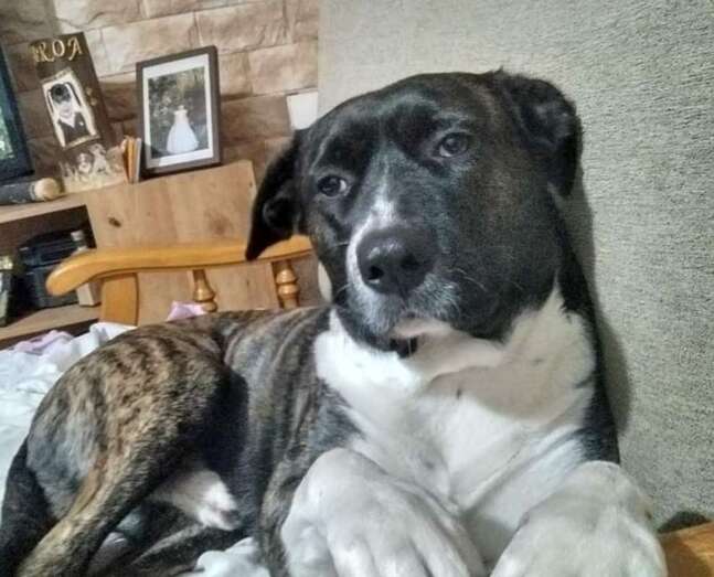 El perro desaparecido/TA.